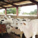 Insecurity Stalls N30bn Bobi Grazing Reserve Project In Niger