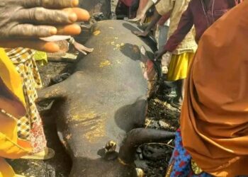 PICTORIAL: Houses, Livestock Razed As Fire Ravages Kano Village
