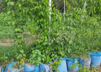 High Cost Of Vegetables: Enugu Residents Resort To Sack Farming