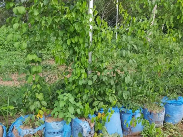 Traders Count Gains Over Sack Farming Boom In Enugu