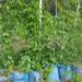 High Cost Of Vegetables: Enugu Residents Resort To Sack Farming
