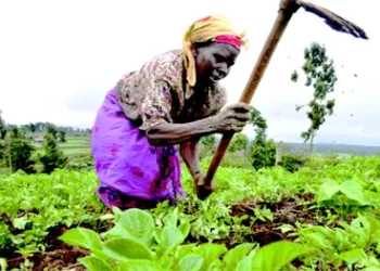 Expert Raises The Alarm As Aging Population Dominates Farming