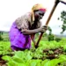 Expert Raises The Alarm As Aging Population Dominates Farming