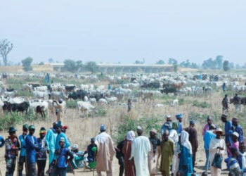 Why Digital Financial Inclusion Is Progressing Slowly Among Fulani Herders