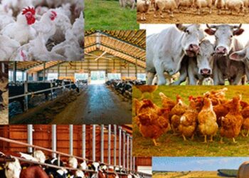 Livestock Ministry Targets Genetic Upgrade, Fodder Growth
