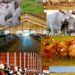 Livestock Ministry Targets Genetic Upgrade, Fodder Growth