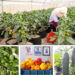 AMEDI Lafia: NASENI Is Enhancing Soilless Farming To Boost Food Security 5 AMEDI Lafia: NASENI Is Enhancing Soilless Farming To Boost Food Security