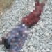 1 Dies As Police Probe 'Fatal Train Accident' Along Gwagwa-Idu Rail Line 5 1 Dies As Police Probe ‘Fatal Train Accident’ Along Gwagwa-Idu Rail Line