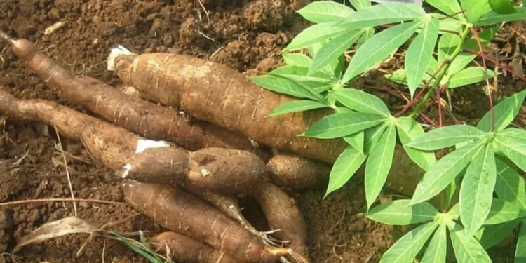 Cassava