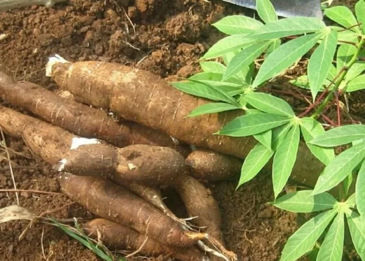 Cassava