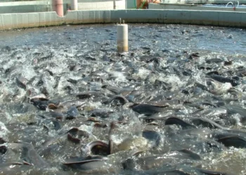 Gov Sule Decries Fish Shortage As Nasarawa Holds Festival