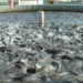 Gov Sule Decries Fish Shortage As Nasarawa Holds Festival