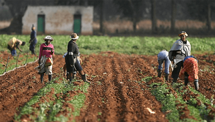 Agric Trade Surges By 304% In 5 Years On Naira Depreciation 1 Nigerias agriculture sector