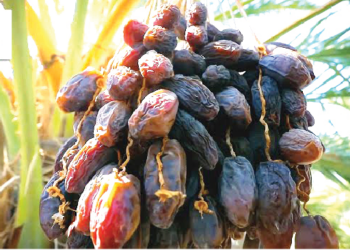 Making Huge Income From Dates Farming