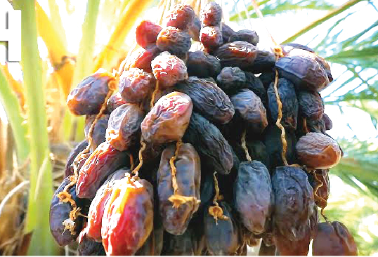 Making Huge Income From Dates Farming 1 Screenshot 2025 03 22 032210