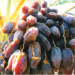 Making Huge Income From Dates Farming 4 Making Huge Income From Dates Farming
