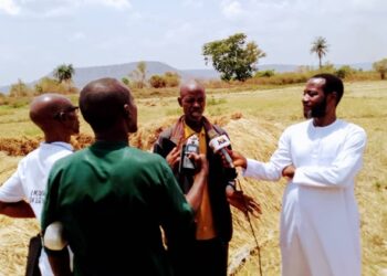 Kogi Farmers Reap Bumper Dry Season Rice Harvest, Laud VCDP Support