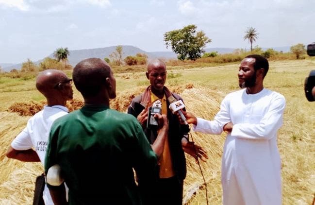 Kogi Farmers Reap Bumper Dry Season Rice Harvest, Laud VCDP Support 1 VCDP Farmers Reap Bumper Dry Season Rice Harvest in Kogi 2