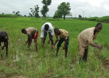 Borno Man Kills Brother Over Harvest Dispute In Farm