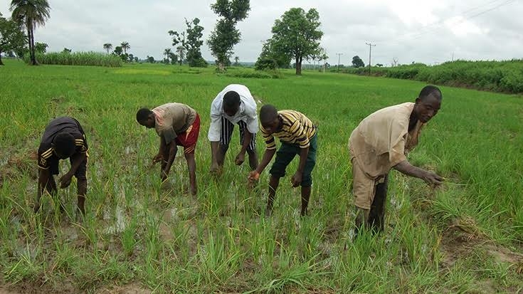 Borno Man Kills Brother Over Harvest Dispute In Farm 1 images 18