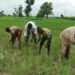 Borno Man Kills Brother Over Harvest Dispute In Farm 4 Borno Man Kills Brother Over Harvest Dispute In Farm