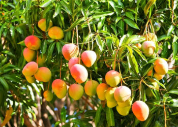 Man Kills Brother Over Mango In Borno