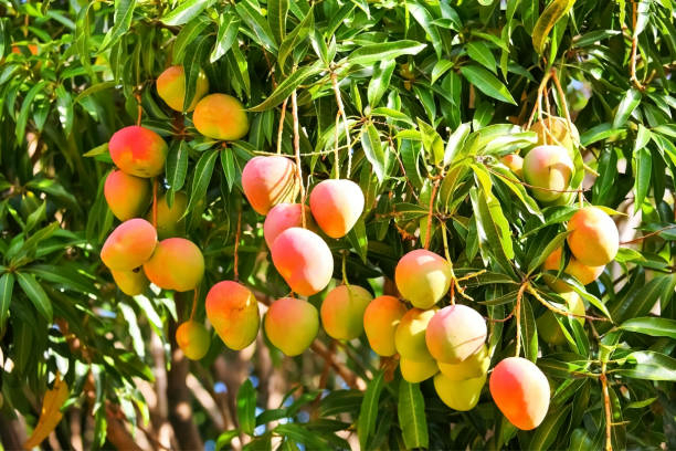 Man Kills Brother Over Mango In Borno 1 Miyazaki mangoes on a tree