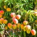 Man Kills Brother Over Mango In Borno