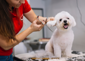 Profitable Pet Business Ideas