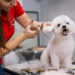 Profitable Pet Business Ideas