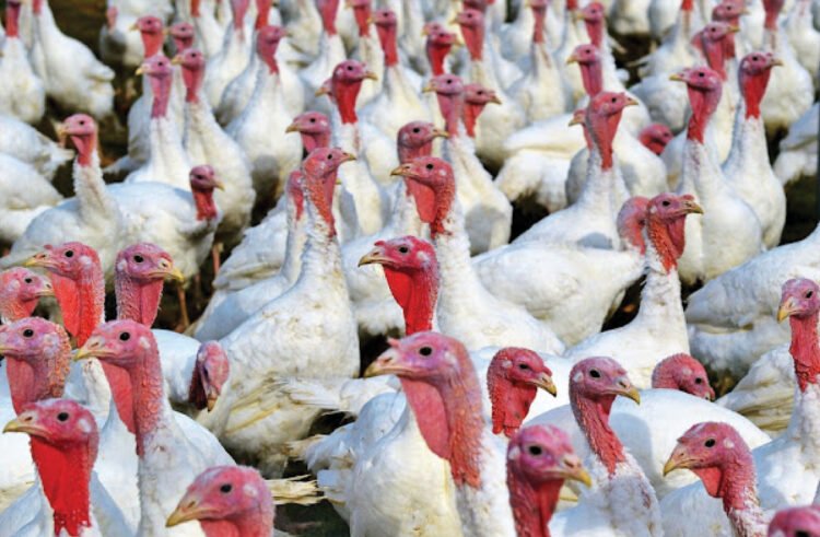 turkey farming