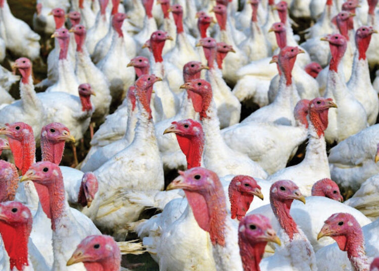 turkey farming