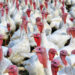 Investing In Turkey Farming For Huge Profit 5 Investing In Turkey Farming For Huge Profit