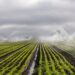 Israeli-Agro Investment Company To Establish Firm In Abia 5 Israeli-Agro Investment Company To Establish Firm In Abia