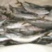 Frozen Fish, Pepper, And Tomatoes Price Rise By Over 100%