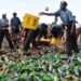 Hisbah Destroys 51 Cartons Of Alcohol In Yobe 5 Hisbah Destroys 51 Cartons Of Alcohol In Yobe