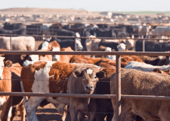 FG Targets $74bn Agriculture Growth With New Livestock Policy