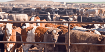 FG Targets $74bn Agriculture Growth With New Livestock Policy