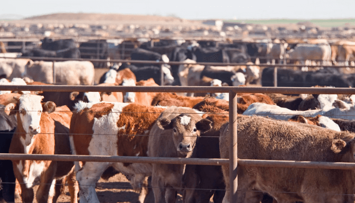 FG Targets $74bn Agriculture Growth With New Livestock Policy 1 Livestock farmers