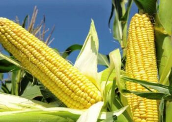 Farmers Expand Cultivation Of TELA Maize After Record Harvest In North