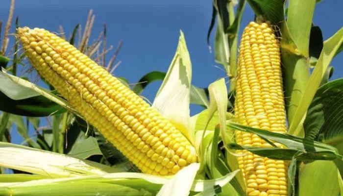 Farmers Expand Cultivation Of TELA Maize After Record Harvest In North 1 TELA maize variety