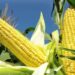 Farmers Expand Cultivation Of TELA Maize After Record Harvest In North