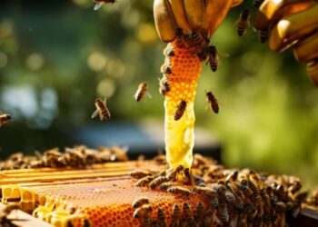 Fauzziyah: Leveraging Apiculture Potential In Honey Production For Local, International Markets