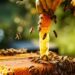 Fauzziyah: Leveraging Apiculture Potential In Honey Production For Local, International Markets 5 Fauzziyah: Leveraging Apiculture Potential In Honey Production For Local, International Markets