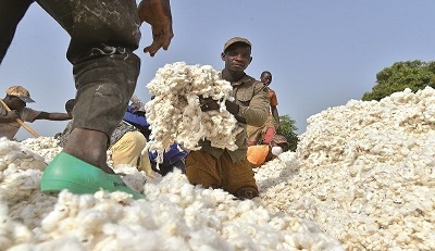 ‘Creation Of Cotton Board Will Pave Way For Nigeria’s Industrial Growth, Create Jobs’ 1 Ivorian farmers carry cotton balls, on December 5, 2015 in the village of Kanawolo near the northern city of Korhogo.
Ivory Coast cotton output rose 11 percent to a record 450,000 tonnes in the 2014/2015 tonnes compared with the previous season on the back of favourable weather and more farmers, an executive of the cotton ginners association said on May 27, 2015. / AFP PHOTO / Issouf SANOGO