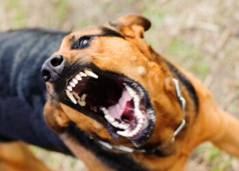 Man Killed, Another Injured Over Dog Theft