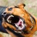 Man Killed, Another Injured Over Dog Theft