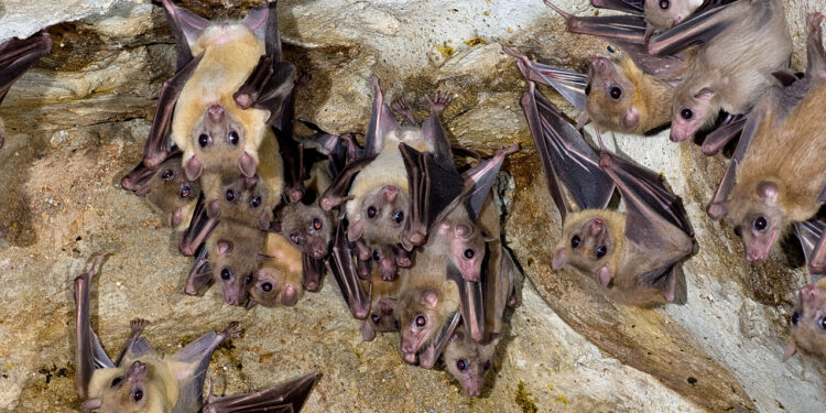 bats