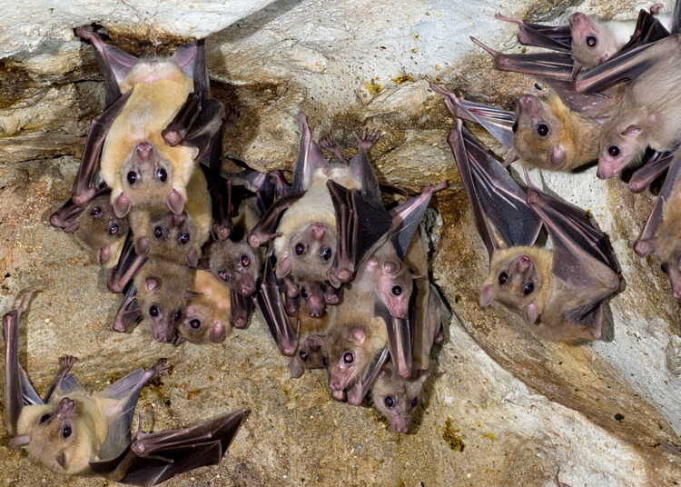 bats