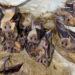 Consumption Of Bats Poses Public Health Risks – Group 5 Consumption Of Bats Poses Public Health Risks – Group